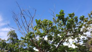 再見捌捌陸-臺灣眷村文化園區內綠意盎然的樹木與蔚藍天空