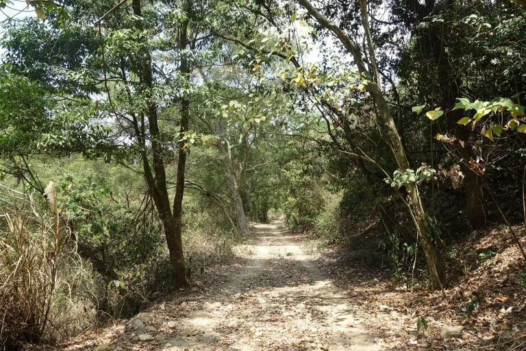 坑內坑森林步道，落葉鋪覆的天然土石路面穿越樹林
