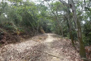 石頭公三坑步道，林木夾道的碎石山徑鋪滿枯黃落葉