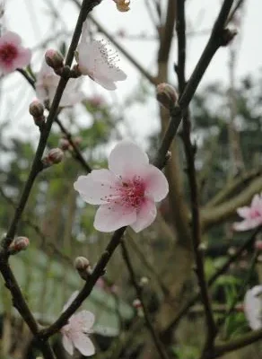青山坪咖啡農場