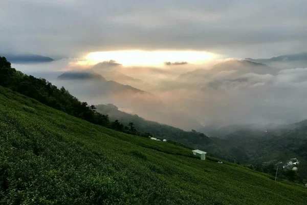 樟湖地區