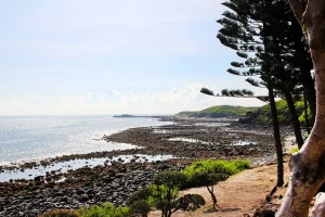 燭台四景，松樹下眺望波光粼粼海面與綿延礁岩海岸
