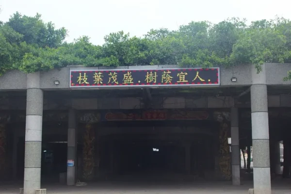 通梁古榕