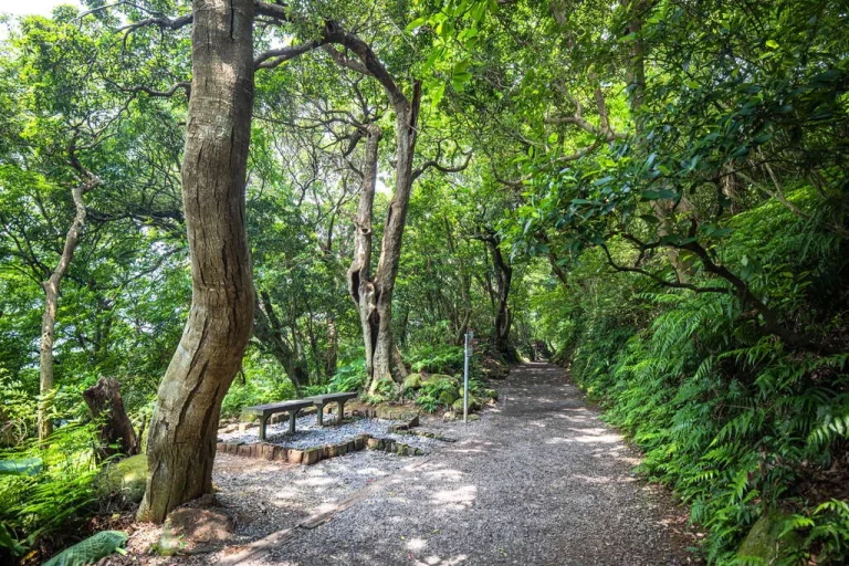 七星山系天母古道親山步道，林蔭間碎石步道蜿蜒穿過茂密樹林與石椅