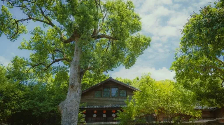 梅庭，大樹掩映下的日式木造房舍懸掛紅燈籠