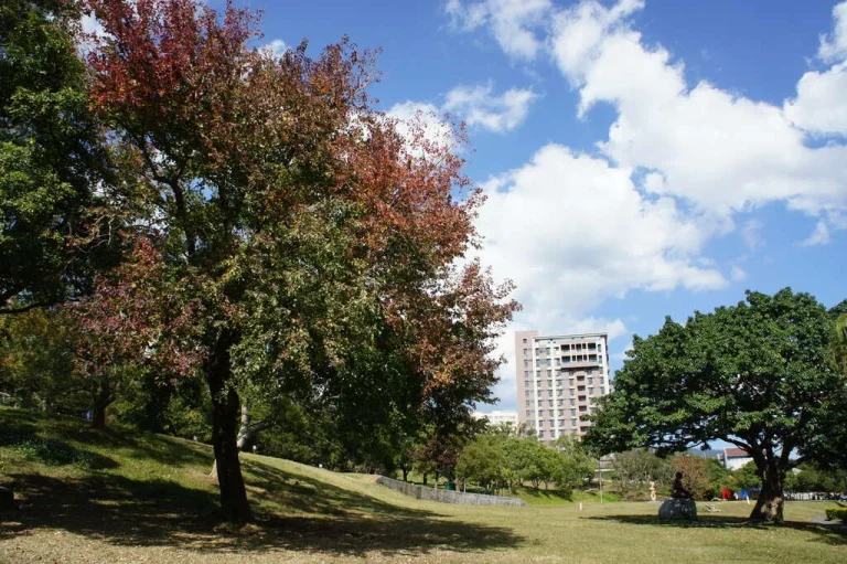 臺北藝術大學，藍天白雲下轉紅的樹木與起伏草坡校園綠地