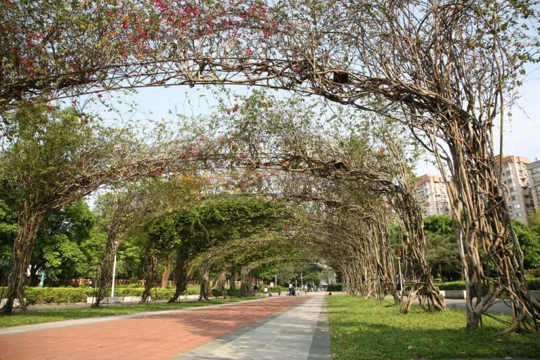 臺北市榮星花園公園，枝幹交錯形成的綠色樹拱隧道步道