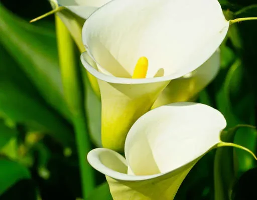 竹子湖海芋季