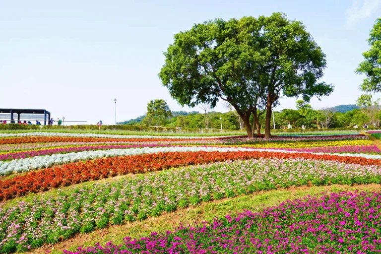 北投社三層崎公園層層花海如地毯鋪展，孤立大樹立於花田中