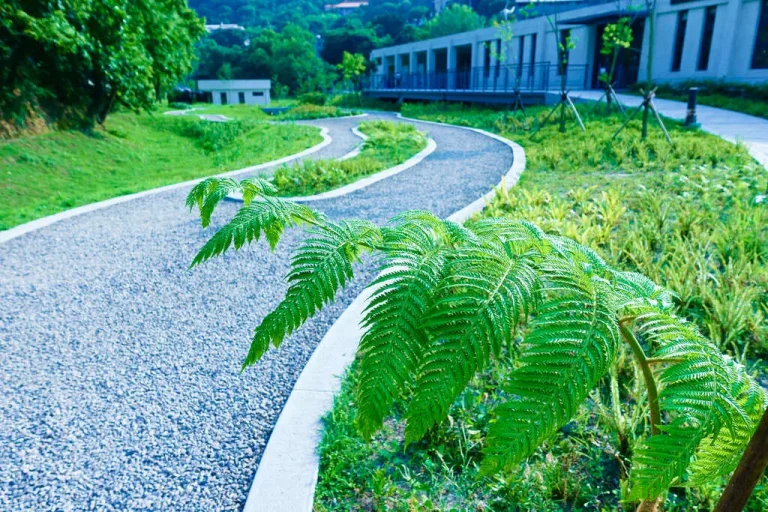 永春陂生態濕地公園蜿蜒碎石步道，路旁筆筒樹蕨葉舒展於綠意間