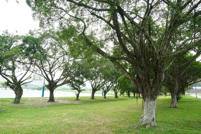 中正河濱公園，大片綠草坪上錯落生長著枝葉茂密的老樹