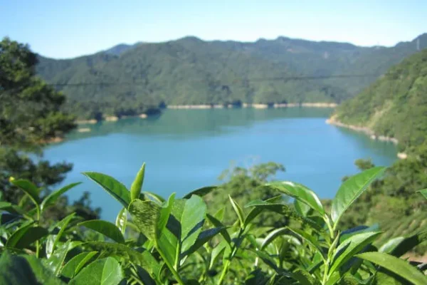 翡翠茶園