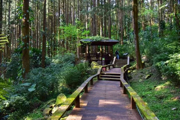 奮起湖(南側)杉林棧道