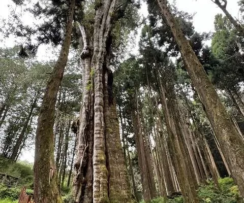 新八景之水山巨木