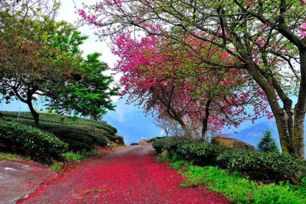 櫻木花道賞櫻區