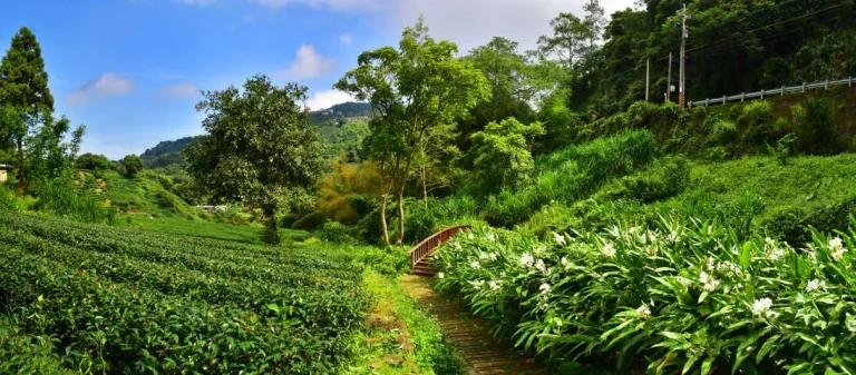野薑花溪步道，茶園與溪畔盛開白色野薑花間的小拱橋